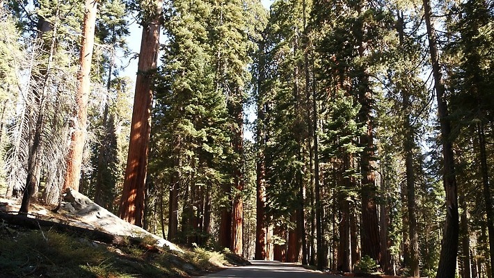 나무 자연 국립공원 사람없음 여행객 미국 트래킹 하이킹 소나무 황무지 보호 숲 큼 환경보전 생태계 침엽수 거인 삼림지대 요세미티국립공원 4K MP4 해외동영상 클립영상 식물 공원 컨셉 북아메리카 레저 사람 크기 사회이슈 캘리포니아 동영상 파일형식