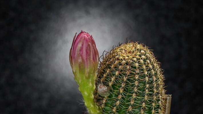 식물 계절 꽃잎 꽃 컬러 꽃다발 꽃무늬 모션 자연 선인장 사람없음 장식 가로 컬러풀 봄 펼침 낭만 성장 신선 오픈 개화 변화 속도 원예 동영상 생존 4K 타임랩스 MOV 해외동영상 클립영상 컨셉 무늬 촬영기법 취미 생태계 파일형식