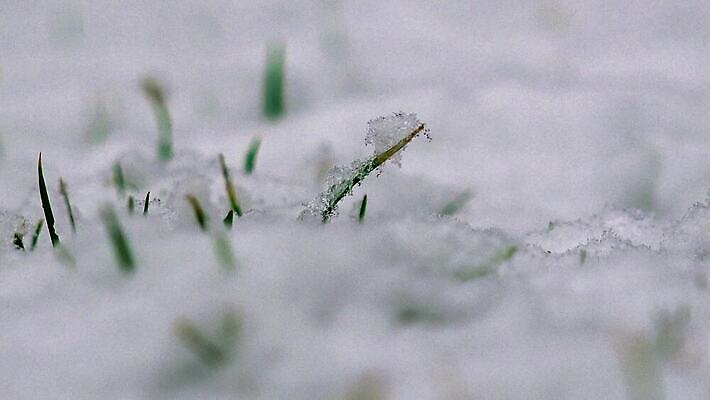 식물 계절 줄기 컬러 백그라운드 크리스마스 겨울 자연 날씨 발렌타인데이 잔디 사람없음 야외 초록색 얼음 침묵 고요 봄 활발 추위 성장 흰색 신선 눈송이 떨어짐 숲 흔들림 그네 서리 눈보라 내추럴 신앙심 제설기 타격 헌병 눈내림 4K MP4 해외동영상 클립영상 자연요소 기념일 컨셉 모션 데이이벤트 눈_날씨 소리 군인 생태계 동영상 제설 파일형식
