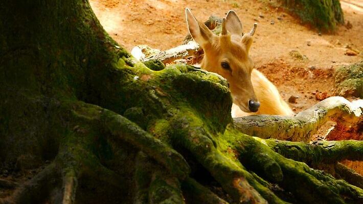 동물 공원 여자 남자 아시아 야생동물 백그라운드 밭 포유류 자연 초식동물 털 뿔 사람없음 야외 태양 머리 흰색 아기 점 숲 사파리 귀 뿌리 서식지 내추럴 동물상 아기사슴 암사슴 전국 MOV 해외동영상 클립영상 자연요소 공공시설 나라 새끼 컬러 농업 사슴 사람 신체부위 조형물 암컷 생태계 동영상 파일형식