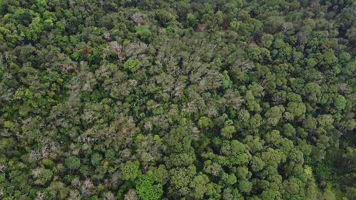 나무 식물 계절 아시아 백그라운드 단풍 잎 자연 안테나 동양인 풍경 사람없음 야외 목재 초록색 여름 환경 나뭇가지 시골 정상 숲 열대우림 질감 내추럴 항공촬영 드론 열대기후 조감도 4K MOV 해외동영상 클립영상 나라 뷰포인트 컬러 재료 통신 인종 생태계 동영상 파일형식
