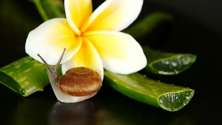 식물 동물 꽃잎 꽃 곤충 백그라운드 컨셉 잎 자연 나선형 건강 사람없음 장식 초록색 물 갈색 촉촉함 벚꽃 흰색 신선 개화 해충 허브 묘사 유기농 달팽이 아로마 느림 내추럴 고립 알로에 MOV 해외동영상 클립영상 자연요소 웰빙 컬러 무늬 연체동물 젖음 벌레 생태계 동영상 파일형식