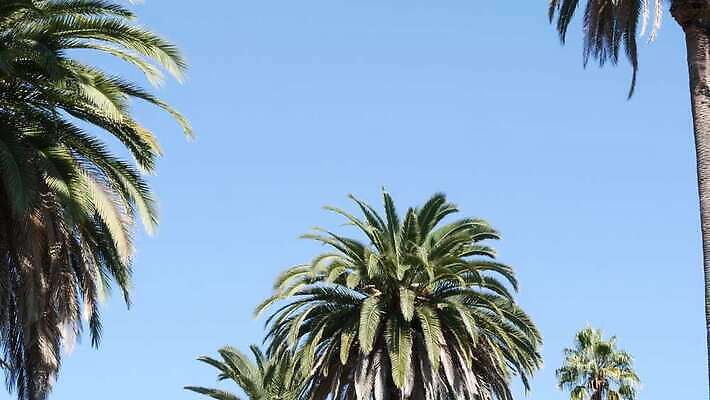 디자인 상징 로우앵글 여행 백그라운드 하늘 휴가 왕관 사람없음 여름 야자수 햇빛 뷰티 맑음 미국 꿈 자유 분위기 질감 심플 캘리포니아 태평양 할리우드 로스앤젤레스 이국적 파라다이스 카피스페이스 플로리다 미니멀 4K 산타모니카 MP4 해외동영상 클립영상 나무 계절 바다 뷰포인트 컨셉 북아메리카 날씨 태양 공백 동영상 파일형식