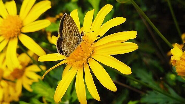 동물 꽃 나비 곤충 잎 모션 자연 사람없음 초록색 파란색 노란색 환경 마시기 황금 닫기 작음 먹기 관목 묘사 속도 꼬리 데이지 얼룩말 상록수 꿀 느림 구리 수유 MP4 해외동영상 클립영상 나무 식물 컬러 말_동물 원소 크기 생태계 동영상 파일형식