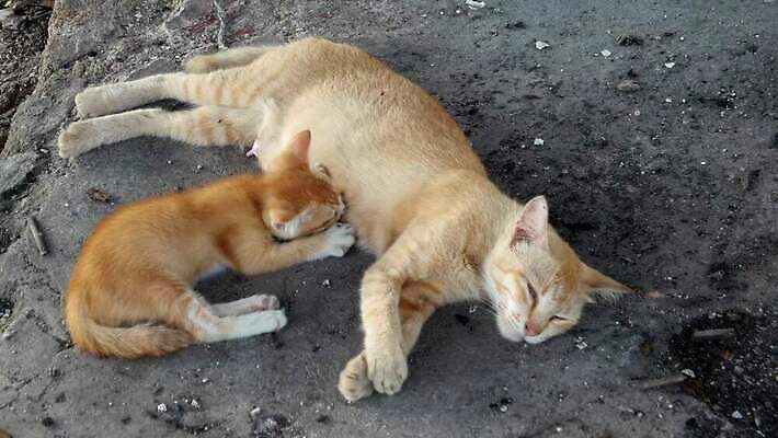 동물 여자 어린이 음식 포유류 가족 엄마 휴식 털 사랑 사람없음 목재 반려동물 고양이 우유 간호사 마시기 흰색 아기 신생아 빨다 작음 먹이 먹기 간호 배고픔 4K MP4 해외동영상 클립영상 나무 감정 컬러 컨셉 재료 관계 모션 유제품 사람 의료진 크기 동영상 파일형식