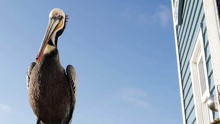 동물 야생동물 바다 로우앵글 날개 조류 하늘 해변 사람없음 목재 여름 뷰티 항구 미국 다양 자유 분위기 닫기 큼 펠리컨 깃털 부리 캘리포니아 태평양 서식지 계산서 로스앤젤레스 철책 4K 오션사이드 MP4 해외동영상 클립영상 나무 계절 뷰포인트 다수 컨셉 북아메리카 재료 교통시설 모션 크기 동영상 파일형식