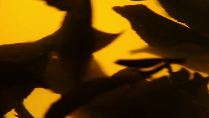 음료 백그라운드 잎 모션 유리 사람없음 옆모습 초록색 흐름 신선 시간 뜨거움 항아리 액체 닫기 냄비 컨테이너 찻주전자 가득함 준비 회전 함선 각도 느림 양조 우롱차 투입 MOV 해외동영상 클립영상 식물 산업 뷰포인트 컬러 컨셉 배_교통 재질 주전자 차_음료 도자기 솥 동영상 파일형식