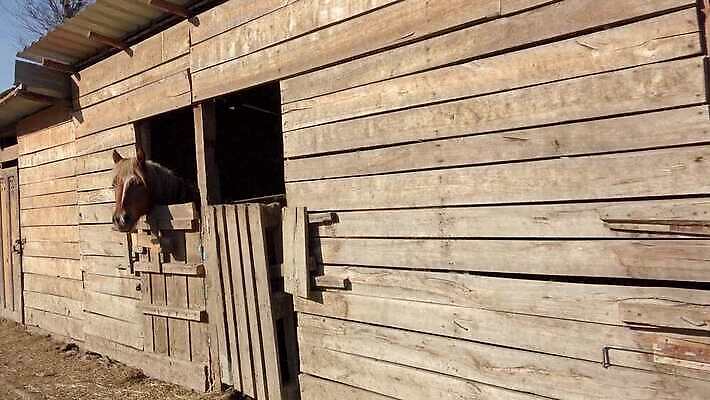 동물 응시 얼굴 창문 자연 사람없음 야외 옆모습 농장 갈색 머리 문 목장 시골 승마 승차 오두막 호기심 대문 조랑말 헛간 외양간 방목장 4K 순혈 MP4 해외동영상 클립영상 시선 감정 스포츠 뷰포인트 컬러 컨셉 농업 모션 신체부위 말_동물 생태계 저장고 동영상 파일형식