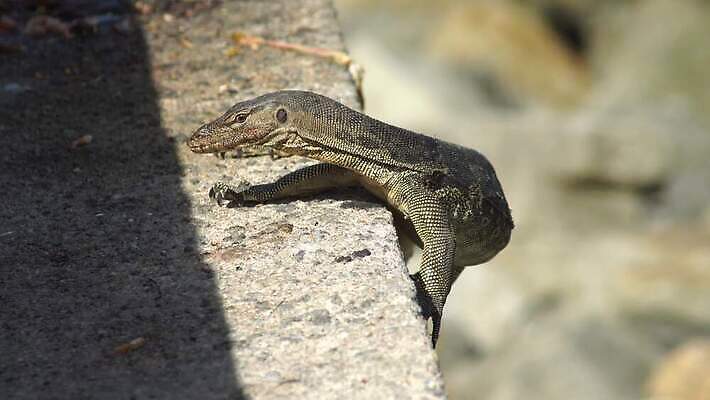 동물 한마리 아시아 야생동물 파충류 사람없음 컬러풀 햇빛 위험 혀 꼬리 도마뱀 육식동물 멸종 기어가기 발톱 4K MOV 해외동영상 클립영상 1 나라 컬러 컨셉 모션 발 태양 입 동영상 파일형식