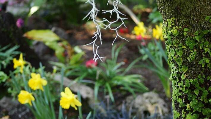나무 꽃 백그라운드 아침 이끼 사람없음 아웃포커스 노란색 미국 봄 낭만 신선 황무지 분위기 닫기 덩굴 숲 순수 환경보전 에코 생태계 캘리포니아 부드러움 나무껍질 수선화 아이비 내추럴 블러 삼림지대 양치류 카피스페이스 그리너리 4K MP4 해외동영상 클립영상 주간 식물 계절 컬러 컨셉 북아메리카 모션 촬영기법 환경 공백 껍질 감각 사회이슈 동영상 파일형식 트랜드컬러