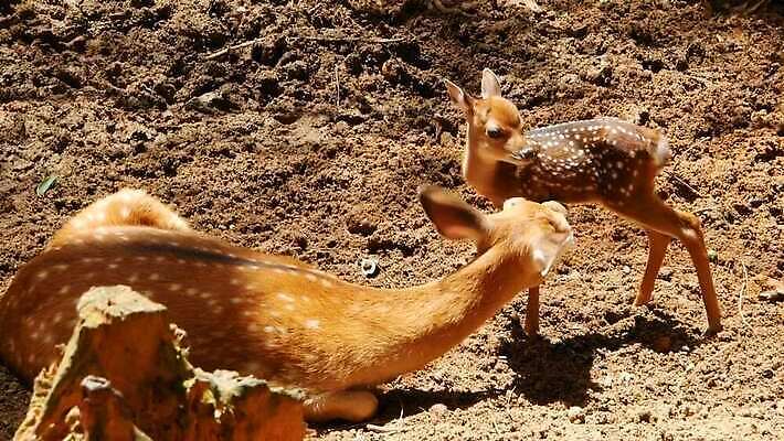 동물 공원 여자 남자 야생동물 밭 포유류 자연 초식동물 털 뿔 사람없음 야외 갈색 머리 환경 침묵 봄 흰색 아기 점 숲 뿌리 서식지 내추럴 동물상 아기사슴 암사슴 전국 MOV 해외동영상 클립영상 계절 공공시설 새끼 컬러 농업 사슴 사람 신체부위 조형물 소리 암컷 생태계 동영상 파일형식