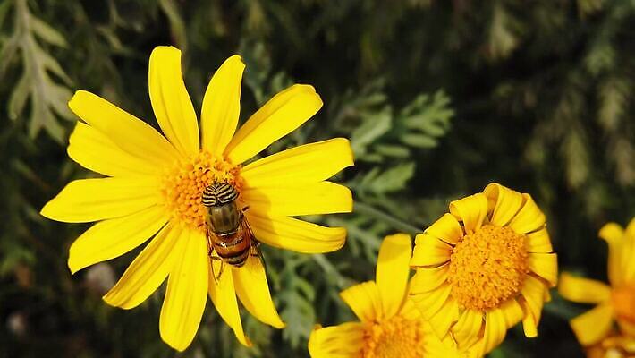 식물 동물 꽃 곤충 잎 모션 자연 사람없음 노란색 걷기 줄무늬 회색 황금 닫기 벌 수집 먹기 관목 묘사 속도 데이지 보케 꽃가루 상록수 느림 블러효과 수유 MP4 해외동영상 클립영상 나무 컬러 무늬 가루 생태계 동영상 블러 파일형식 효과