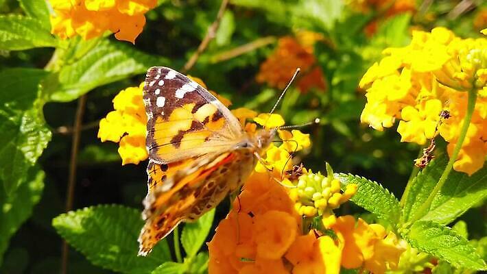 식물 꽃 나비 곤충 잎 날개 모션 자연 사람없음 빨간색 초록색 컬러풀 환경 모임 벚꽃 그리기 닫기 큼 수집 흔들림 보케 꽃가루 꿀 느림 블러효과 세이지 수유 코스모폴리탄 MP4 해외동영상 클립영상 동물 컬러 칵테일 크기 가루 생태계 동영상 블러 파일형식 효과