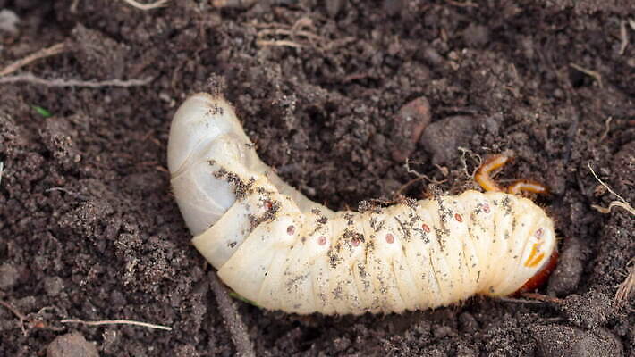 동물 야생동물 곤충 백그라운드 자연 무척추동물 사람없음 정원 흙 흰색 해충 벌레 5월 딱정벌레 애벌레 미끼 땅바닥 땅파기 4K MOV 해외동영상 클립영상 컬러 바닥 날짜 생태계 동영상 파일형식