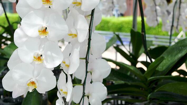 식물 디자인 계절 꽃잎 꽃 꽃다발 백그라운드 꽃무늬 패턴 휴식 사람없음 장식 초록색 정원 맑음 스파 봄 성장 벚꽃 흰색 나뭇가지 신선 개화 난초 고급 우아함 소프트포커스 허브 보케 아로마 아로마테라피 이국적 파라다이스 카피스페이스 그리너리 4K MP4 해외동영상 클립영상 나무 컬러 컨셉 무늬 날씨 촬영기법 공백 테라피 동영상 파일형식 트랜드컬러