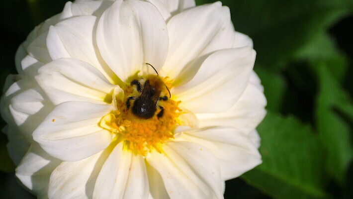 식물 꽃잎 꽃 컬러 곤충 백그라운드 꽃무늬 밭 자연 사람없음 야외 초록색 여름 컬러풀 노란색 정원 보라색 벚꽃 수분 벌 달리아 묘사 꽃가루 꿀 MOV 해외동영상 클립영상 동물 계절 무늬 농업 가루 생태계 동영상 파일형식