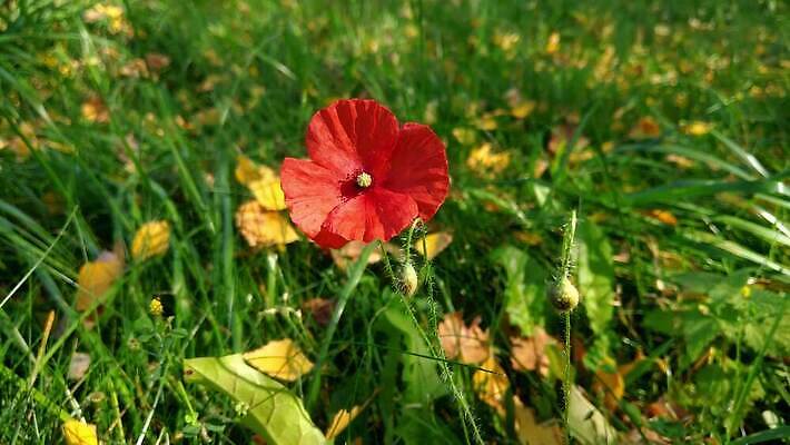 식물 동물 계절 꽃잎 꽃 컬러 백그라운드 잎 꽃무늬 밭 자연 바람 풍경 초원 사람없음 야외 빨간색 초록색 여름 컬러풀 햇빛 태양 환경 정원 봄 활발 벚꽃 시골 신선 개화 닫기 벌 꽃가루 양귀비 내추럴 4K MOV 해외동영상 클립영상 자연요소 곤충 컨셉 무늬 농업 모션 날씨 가루 생태계 동영상 파일형식