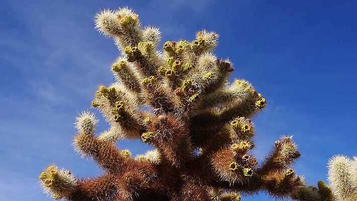 나무 공원 꽃 백그라운드 선인장 건조 국립공원 풍경 사람없음 컬러풀 노란색 정원 미국 뜨거움 개화 가시 생태계 캘리포니아 지역 애리조나 전국 4K MP4 해외동영상 클립영상 식물 공공시설 컬러 북아메리카 동영상 파일형식