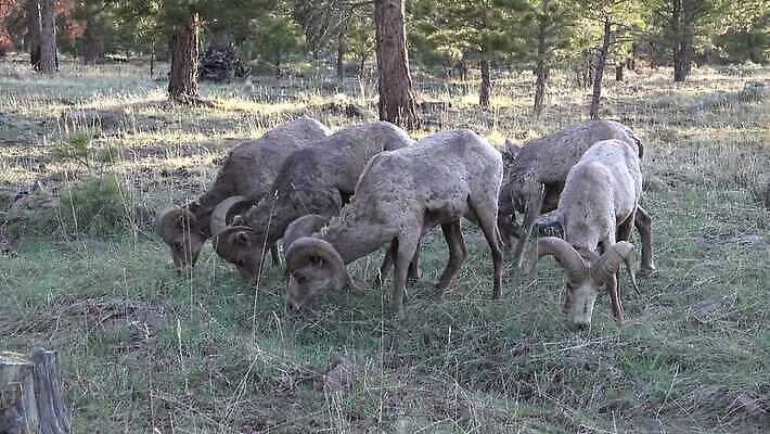 동물 공원 야생동물 포유류 자연 뿔 사람없음 사막 양 황무지 램 4K MP4 해외동영상 클립영상 공공시설 생태계 동영상 파일형식
