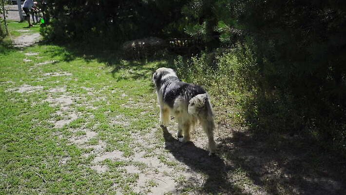 동물 응시 공원 행복 얼굴 백그라운드 포유류 자연 거리 털 잔디 야외 두명 초록색 반려동물 갈색 검은색 고양이 봄 개 강아지 큼 버리기 배고픔 나무껍질 송곳니 노숙자 기르기 혼자 4K MOV 해외동영상 클립영상 나무 식물 시선 계절 공공시설 감정 컬러 모션 사람 신체부위 껍질 치아 크기 생태계 동영상 돌봄 파일형식