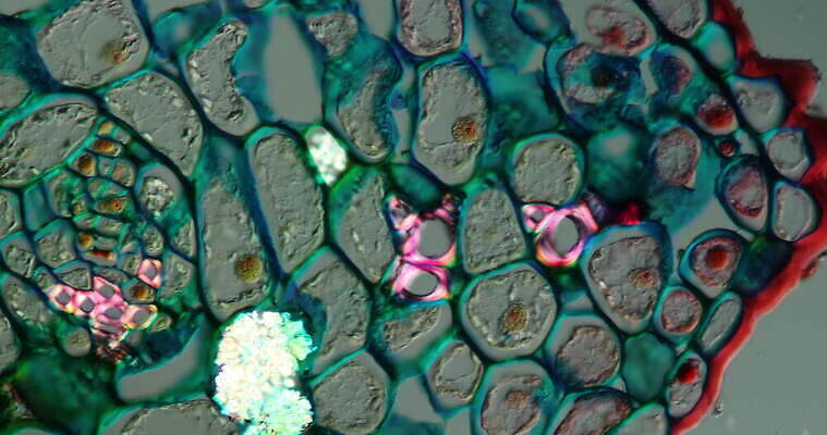 식물 꽃 과학 이동 패턴 세포 사람없음 빨간색 초록색 파란색 시험 성장 조직 횡단보도 확대 떠남 지원 4K 현미경관찰 MOV 해외동영상 클립영상 교육 컬러 컨셉 무늬 모션 관찰 보행로 동영상 파일형식