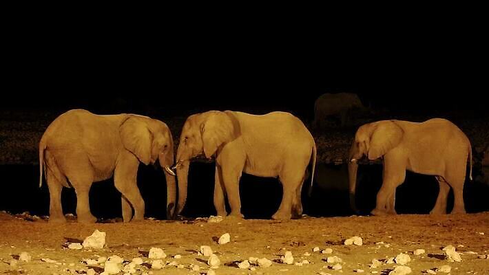 동물 음료 야생동물 포유류 모션 아프리카 자연 초식동물 코끼리 종류 사람없음 야외 물 환경 마시기 황무지 보호 야간 큼 갈증 사파리 클립 멸종 동영상 내추럴 나미비아 남아프리카 생태학 HD MOV 해외동영상 클립영상 자연요소 교육 나라 컨셉 크기 생태계 파일형식