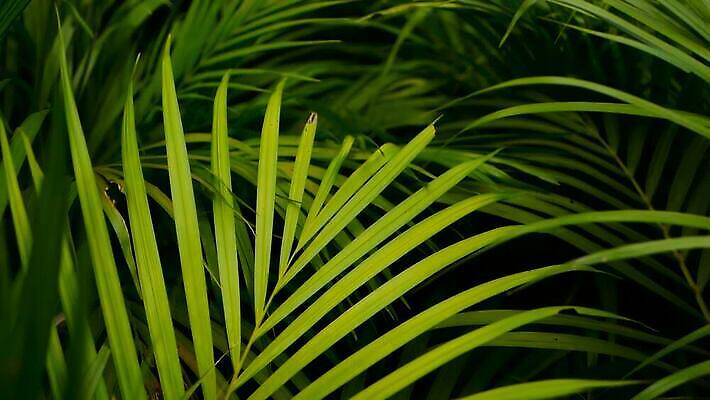 식물 컬러 섬 백그라운드 잎 꽃무늬 패턴 자연 아침 추상 손바닥 사람없음 장식 초록색 빛 햇빛 정원 맑음 줄무늬 나뭇가지 신선 황무지 소프트포커스 숲 열대우림 에코 질감 부드러움 강렬 블러 이국적 파라다이스 그리너리 MOV 해외동영상 클립영상 주간 나무 손 꽃 무늬 날씨 촬영기법 태양 환경 감각 생태계 동영상 파일형식 트랜드컬러