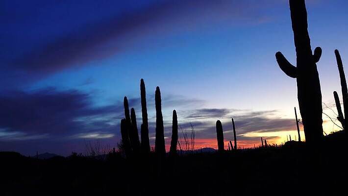 식물 공원 선 여행 자연 산 선인장 건조 사람없음 파란색 미국 성장 오르간 보호 큼 파이프 먼지 애리조나 천연기념물 전국 유일 4K MP4 해외동영상 클립영상 공공시설 컬러 컨셉 북아메리카 건반악기 크기 생태계 동영상 파일형식