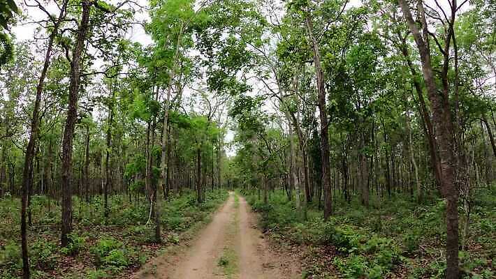 나무 식물 계절 공원 도로 길 여행 백그라운드 잎 자연 휴가 풍경 사람없음 야외 목재 초록색 여름 빛 햇빛 태양 환경 봄 운전 승차 숲 열대우림 먼지 내추럴 흙길 4K MP4 해외동영상 클립영상 자연요소 공공시설 컬러 재료 교통시설 모션 흙 생태계 동영상 파일형식