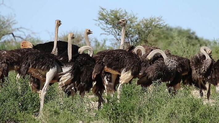 여자 날개 모션 아프리카 자연 조류 하늘 사람없음 야외 파란색 환경 사막 황무지 보호 큼 깃털 클립 목 서식지 타조 동영상 남쪽 내추럴 경보 남아프리카 동물상 생태학 칼라하리 HD MOV 해외동영상 클립영상 동물 교육 나라 컬러 컨셉 사람 신체부위 조형물 크기 방향 생태계 파일형식