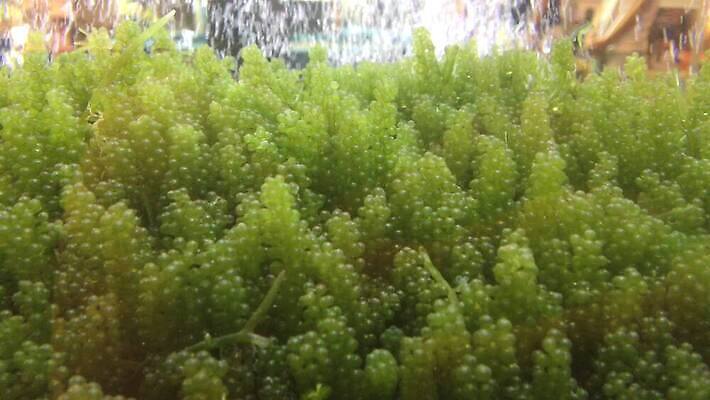 아시아 음식 바다 백그라운드 채소 자연 포도 건강 사람없음 초록색 물 식사 흰색 신선 해조류 캐비닛 질감 내추럴 캐비아 비건 4K MOV 해외동영상 클립영상 자연요소 나라 컬러 과일 식재료 해양식물 사물함 생태계 동영상 채식주의자 파일형식