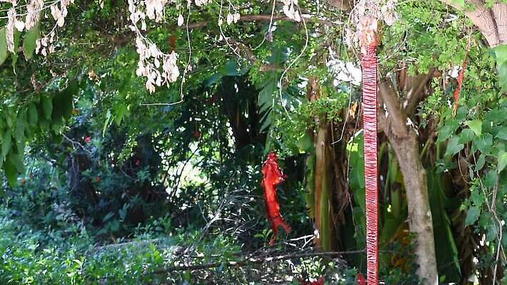 나무 전통 문화 컬러 백그라운드 잎 자연 불 휴가 불꽃 바닥 기념 폭죽 매달리기 사람없음 야외 빨간색 초록색 여름 빛 컬러풀 뷰티 크래커 환경 축제 수확 등불 램프 축하 사찰 행운 황금 위험 폭발 폭발물 가루 심볼 시끄러움 파열 내추럴 화상 MOV 해외동영상 클립영상 자연요소 식물 계절 무기 컨셉 농업 종교건축 모션 조명 쿠키 상처 생태계 동영상 파일형식