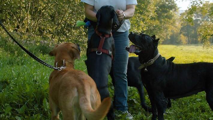 동물 공원 여자 행복 2 자연 함께함 사랑 한명 사람 야외 초록색 친구 반려동물 크래커 귀여움 맑음 검은색 우정 기쁨 4 닫기 개 먹기 주인 송곳니 내추럴 돌봄 복종 수유 충실 4K MOV 해외동영상 클립영상 1 공공시설 감정 컬러 컨셉 포유류 관계 모션 날씨 숫자 쿠키 치아 생태계 동영상 파일형식
