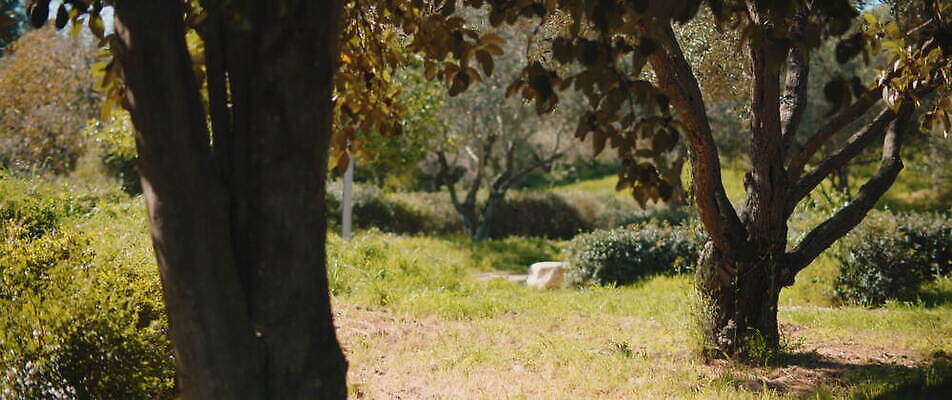 나무 공원 백그라운드 잎 자연 휴식 사람없음 야외 초록색 여름 정원 맑음 침묵 가을 숲 4K MOV 해외동영상 슬로모션 클립영상 식물 계절 공공시설 컬러 컨셉 날씨 촬영기법 소리 생태계 동영상 파일형식