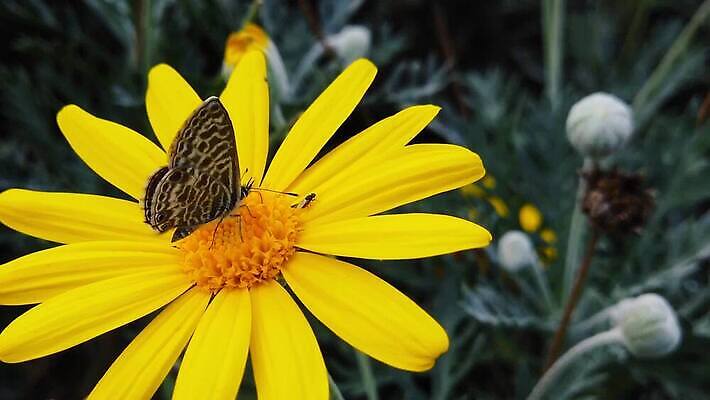 식물 동물 꽃 나비 곤충 잎 모션 자연 사람없음 파란색 노란색 환경 회색 마시기 황금 닫기 먹기 관목 묘사 속도 꼬리 데이지 보케 꽃가루 얼룩말 상록수 꿀 느림 블러효과 수유 MP4 해외동영상 클립영상 나무 컬러 말_동물 가루 생태계 동영상 블러 파일형식 효과