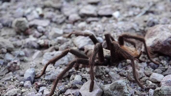 동물 야생동물 자연 무척추동물 사람없음 여름 금발 갈색 환경 미국 사막 큼 무서움 거미 애리조나 내추럴 기어가기 오싹 4K MP4 해외동영상 클립영상 헤어스타일 계절 감정 컬러 곤충 북아메리카 모션 크기 생태계 동영상 파일형식