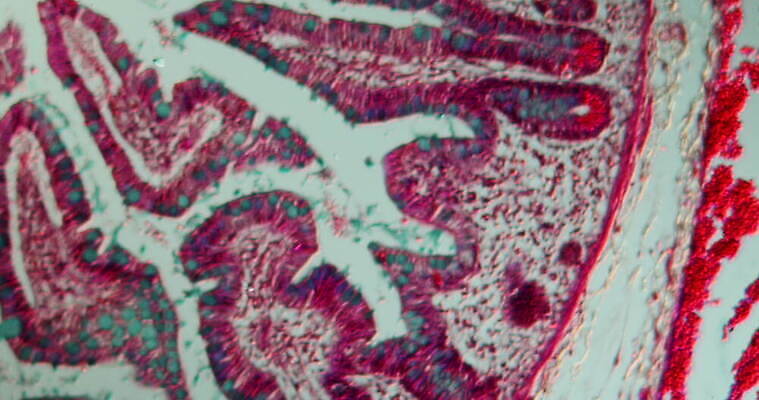과학 이동 패턴 세포 사람없음 빨간색 파란색 약 시험 성장 조직 확대 지원 4K 현미경관찰 MOV 해외동영상 클립영상 교육 컬러 컨셉 무늬 의학 관찰 동영상 파일형식