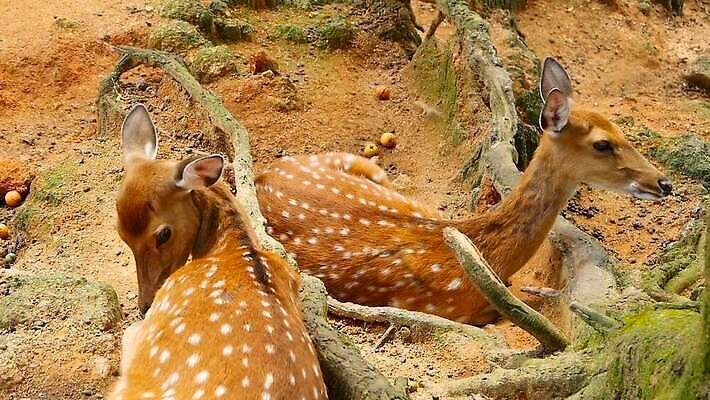 동물 공원 여자 남자 아시아 야생동물 백그라운드 밭 포유류 자연 초식동물 털 뿔 사람없음 야외 태양 갈색 침묵 흰색 아기 점 황무지 숲 방목 뿌리 내추럴 동물상 아기사슴 암사슴 전국 MOV 해외동영상 클립영상 자연요소 공공시설 나라 새끼 컬러 농업 사슴 사람 조형물 소리 축산업 암컷 생태계 동영상 파일형식