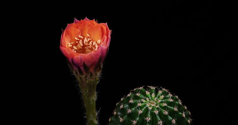 식물 계절 꽃잎 꽃 컬러 꽃다발 꽃무늬 모션 자연 선인장 사람없음 장식 가로 컬러풀 봄 펼침 낭만 성장 신선 오픈 개화 변화 속도 원예 동영상 생존 4K 타임랩스 MOV 해외동영상 클립영상 컨셉 무늬 촬영기법 취미 생태계 파일형식