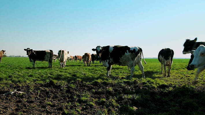 밭 자연 하늘 사람없음 야외 달리기 농장 가축 농촌 시골 네덜란드 수평선 4K 락다운 MOV 해외동영상 클립영상 동물 유럽 농업 모션 생태계 동영상 파일형식
