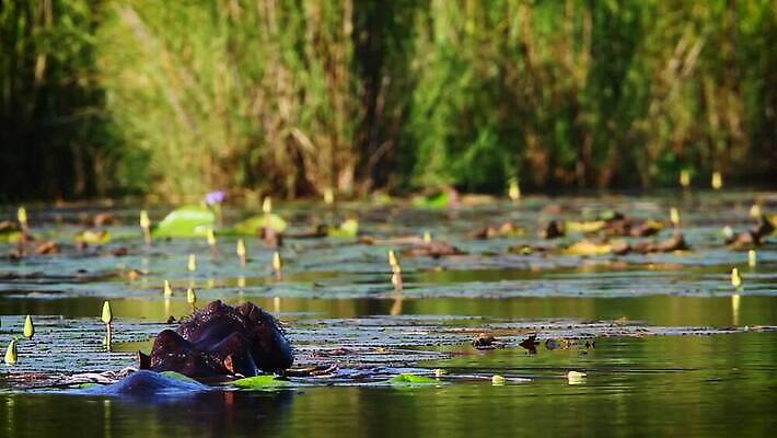 동물 호수 야생동물 포유류 아프리카 자연 국립공원 사람없음 야외 물 관광지 강 머리 수영 새벽 황무지 보호 저녁 사파리 하마 남아프리카 보츠와나 보호구역 크루거 MOV 해외동영상 클립영상 멸종위기종 자연요소 공원 나라 여행 컨셉 신체부위 수상스포츠 야간 생태계 동영상 남아프리카공화국 구역 파일형식