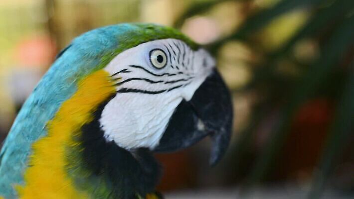 나무 동물 얼굴 야생동물 컬러 자연 조류 멕시코 사람없음 야외 옆모습 빨간색 초록색 반려동물 컬러풀 나뭇가지 관찰 행운 닫기 깃털 호기심 부리 앵무새 아마존 이국적 잉꼬 MP4 해외동영상 클립영상 식물 감정 뷰포인트 컨셉 북아메리카 모션 신체부위 생태계 동영상 파일형식