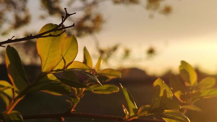 나무 식물 공원 백그라운드 잎 밭 자연 추상 건강 미술 풍경 사람없음 야외 초록색 빛 컬러풀 햇빛 태양 노란색 환경 정원 맑음 일몰 봄 활발 성장 나뭇가지 신선 소프트포커스 숲 작음 허브 내추럴 블러 삼림지대 생태학 4K MP4 해외동영상 클립영상 자연요소 계절 공공시설 교육 컬러 컨셉 무늬 농업 날씨 문화예술 촬영기법 노을 크기 생태계 동영상 파일형식