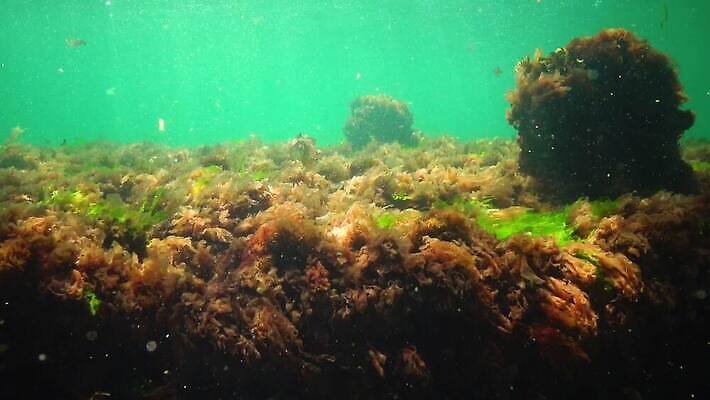 식물 야생동물 바다 자연 사람없음 초록색 환경 바닷속 수중 해조류 생태계 광합성 산화 생태학 소금물 4K 수중영상 MP4 해외동영상 클립영상 동물 교육 컬러 해양식물 동영상 파일형식