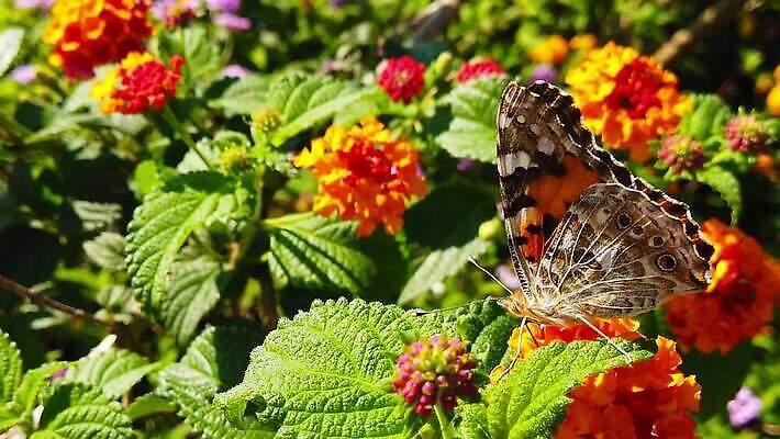 식물 꽃 나비 곤충 잎 날개 모션 자연 사람없음 빨간색 초록색 컬러풀 환경 모임 벚꽃 그리기 닫기 큼 수집 흔들림 보케 꽃가루 꿀 느림 블러효과 세이지 수유 코스모폴리탄 MP4 해외동영상 클립영상 동물 컬러 칵테일 크기 가루 생태계 동영상 블러 파일형식 효과