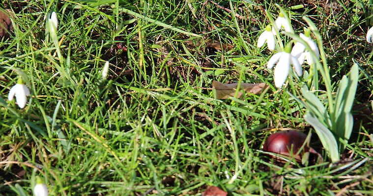 꽃 이동 겨울 바람 사람없음 초록색 뷰티 갈색 정원 성장 벚꽃 흰색 우아함 땅바닥 스노드롭 4K MOV 해외동영상 클립영상 자연요소 식물 계절 컬러 컨셉 날씨 바닥 동영상 파일형식