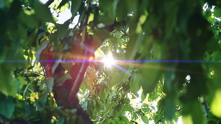 나무 식물 계절 공원 꽃 컬러 백그라운드 잎 밭 자연 사람없음 야외 초록색 빛 햇빛 태양 환경 정원 맑음 성장 광선 신선 숲 내추럴 강렬 MOV 해외동영상 클립영상 자연요소 공공시설 농업 날씨 생태계 동영상 파일형식