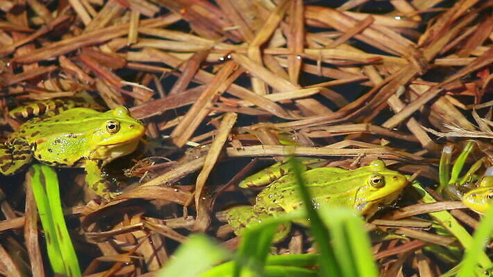 식물 동물 계절 호수 야생동물 노래 파충류 자연 개구리 양서류 사람없음 초록색 물 강 반사 환경 정원 연못 개울 습지 생물학 젤리 물갈퀴 짝짓기 동물상 변소 이국적 끈적임 MOV 해외동영상 클립영상 자연요소 교육 음악 컬러 디저트 조형물 생태계 동영상 파일형식