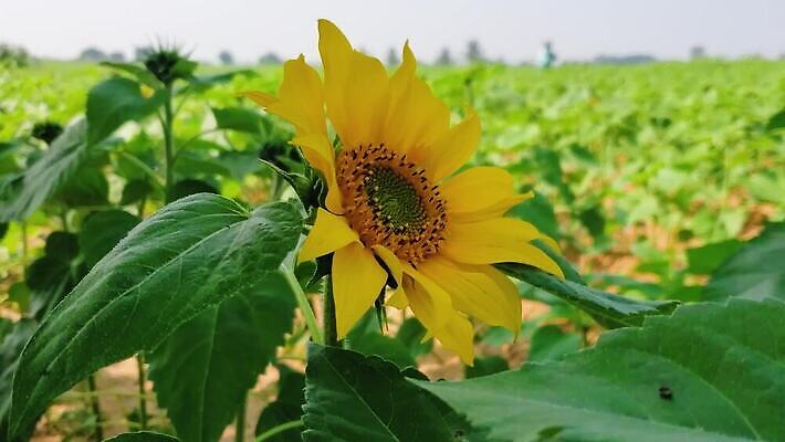 식물 계절 꽃잎 꽃 백그라운드 잎 꽃무늬 밭 농업 자연 하늘 바람 해바라기 사람없음 초록색 여름 농작물 컬러풀 태양 농경지 노란색 정원 맑음 봄 수확 성장 벚꽃 원형 개화 황금 그림 유기농 장면 내추럴 밭일 MOV 해외동영상 클립영상 자연요소 도형 웰빙 산업 컬러 무늬 날씨 농장 생태계 동영상 파일형식