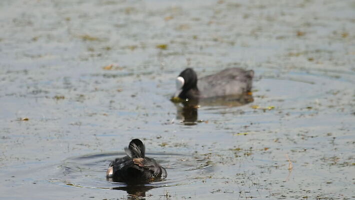 동물 1 야생동물 백그라운드 자연 조류 사람없음 야외 빨간색 물 파란색 뷰티 검은색 수영 흰색 연못 깃털 부리 물새 내추럴 유라시아 MOV 해외동영상 클립영상 자연요소 유럽 아시아 컬러 수상스포츠 생태계 동영상 파일형식